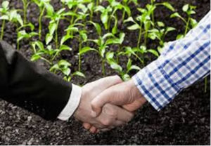 contract-farming